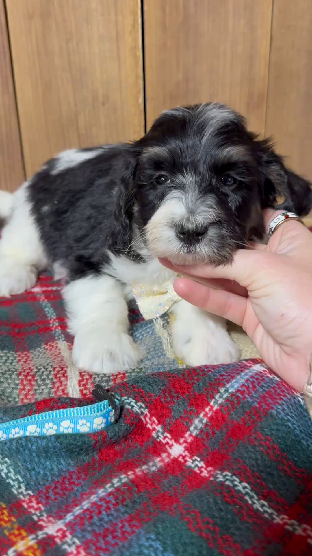 Mini Bernedoodle dogs for sale: Frank - Video 8
