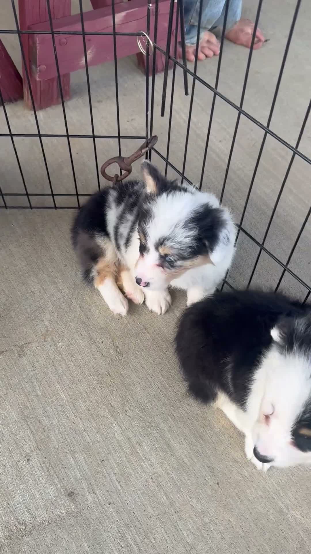 Welsh Corgi Pembroke dogs for sale: Jolene - Video 1