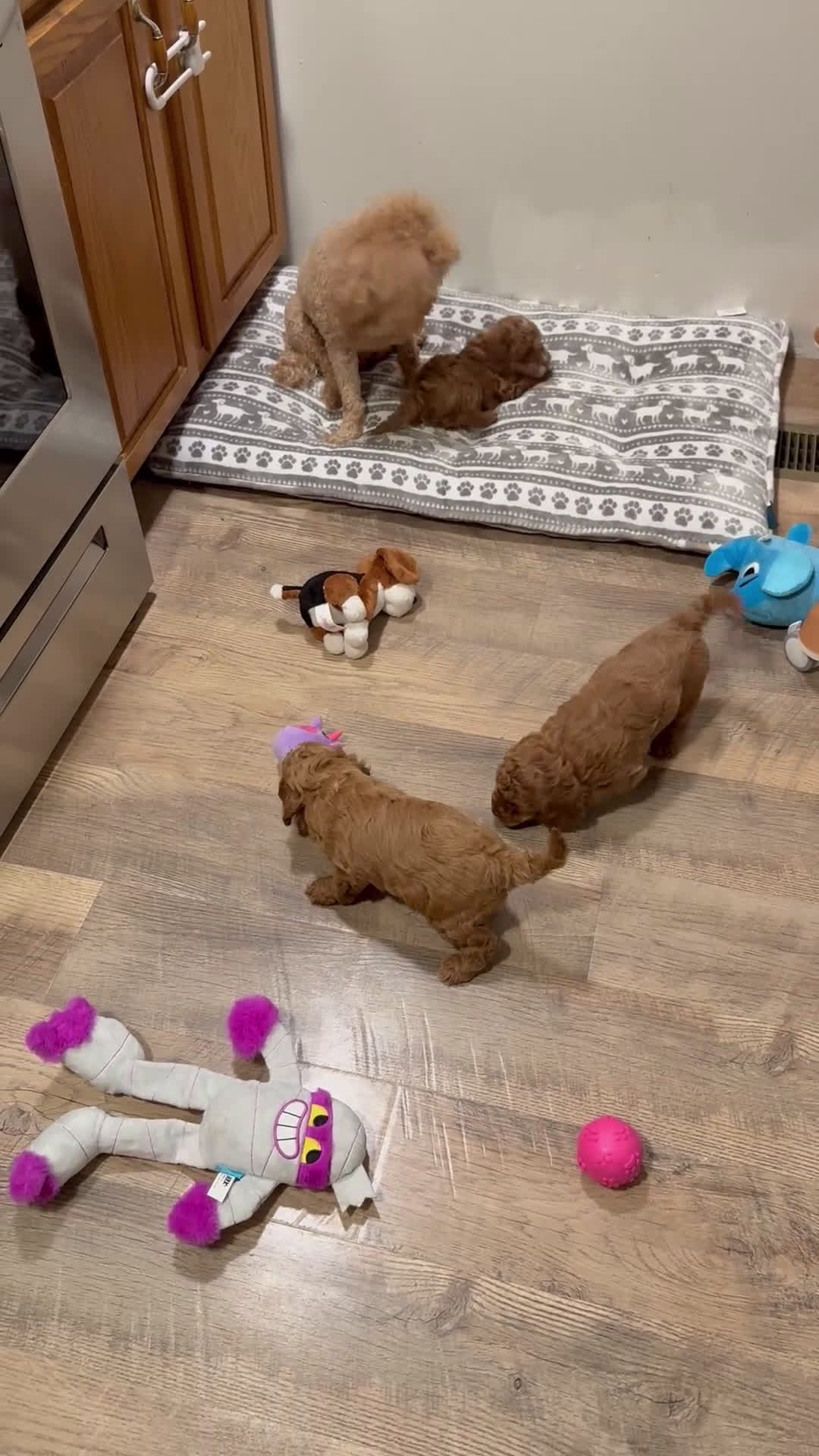 Cavapoo dogs for sale: Hank - F1b - Video 4