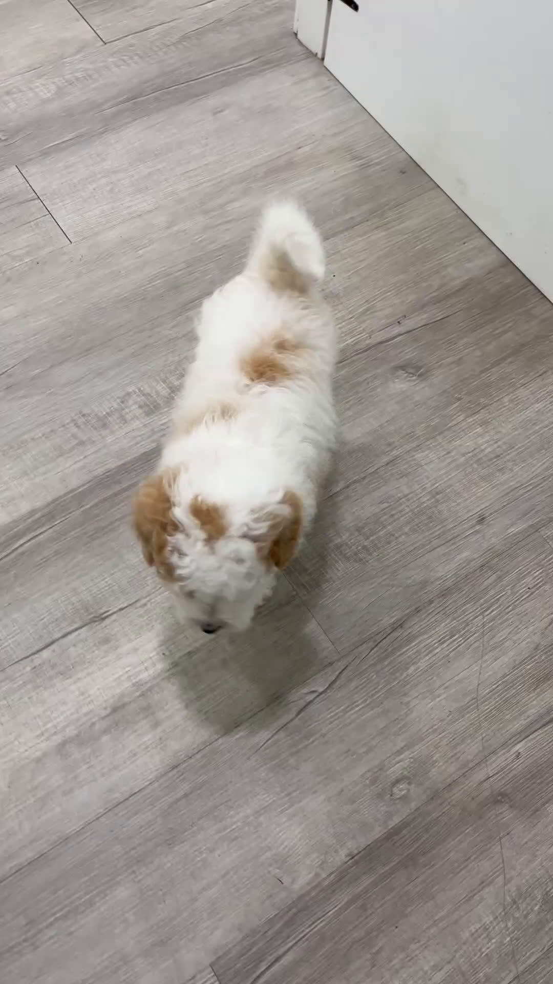 Mixed Breed dogs for sale: Twinkle - Video 1