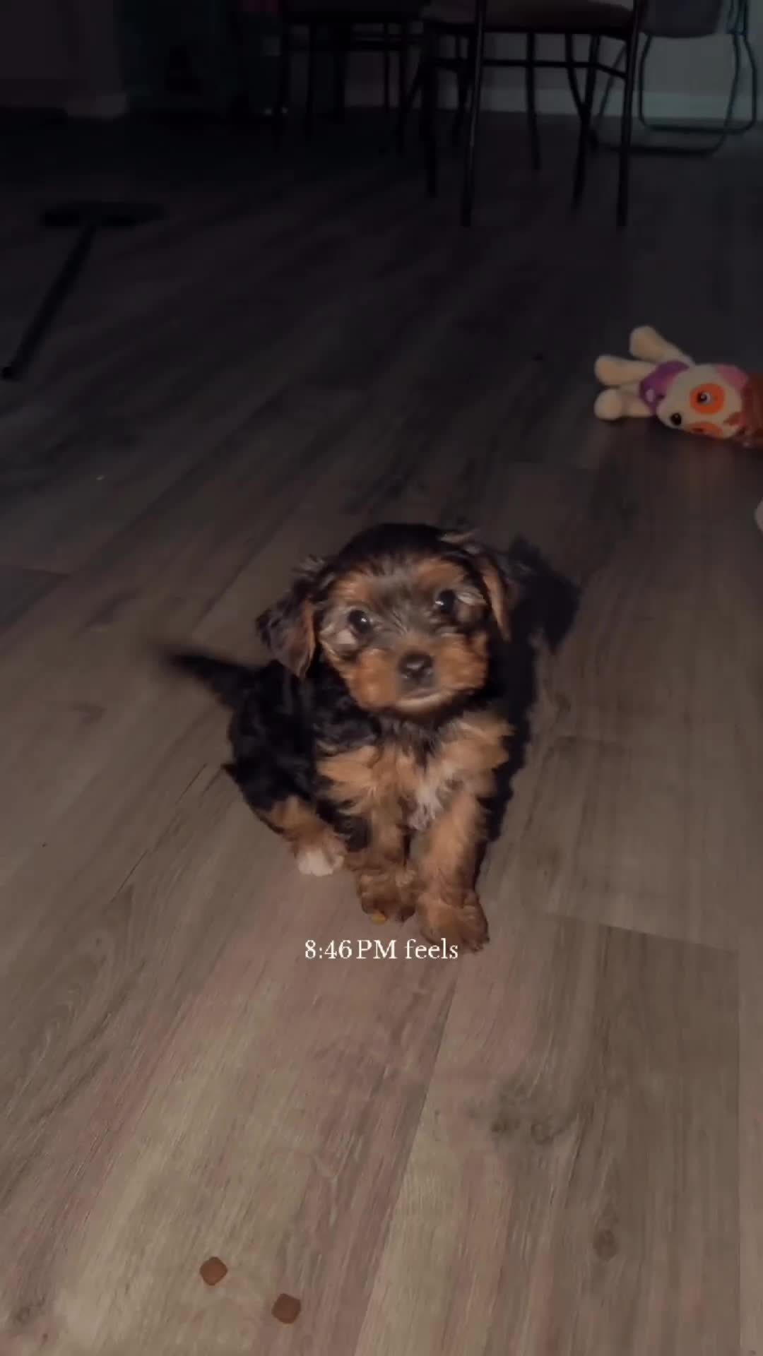 Yorkshire Terrier dogs for sale: Snickers - Video 1
