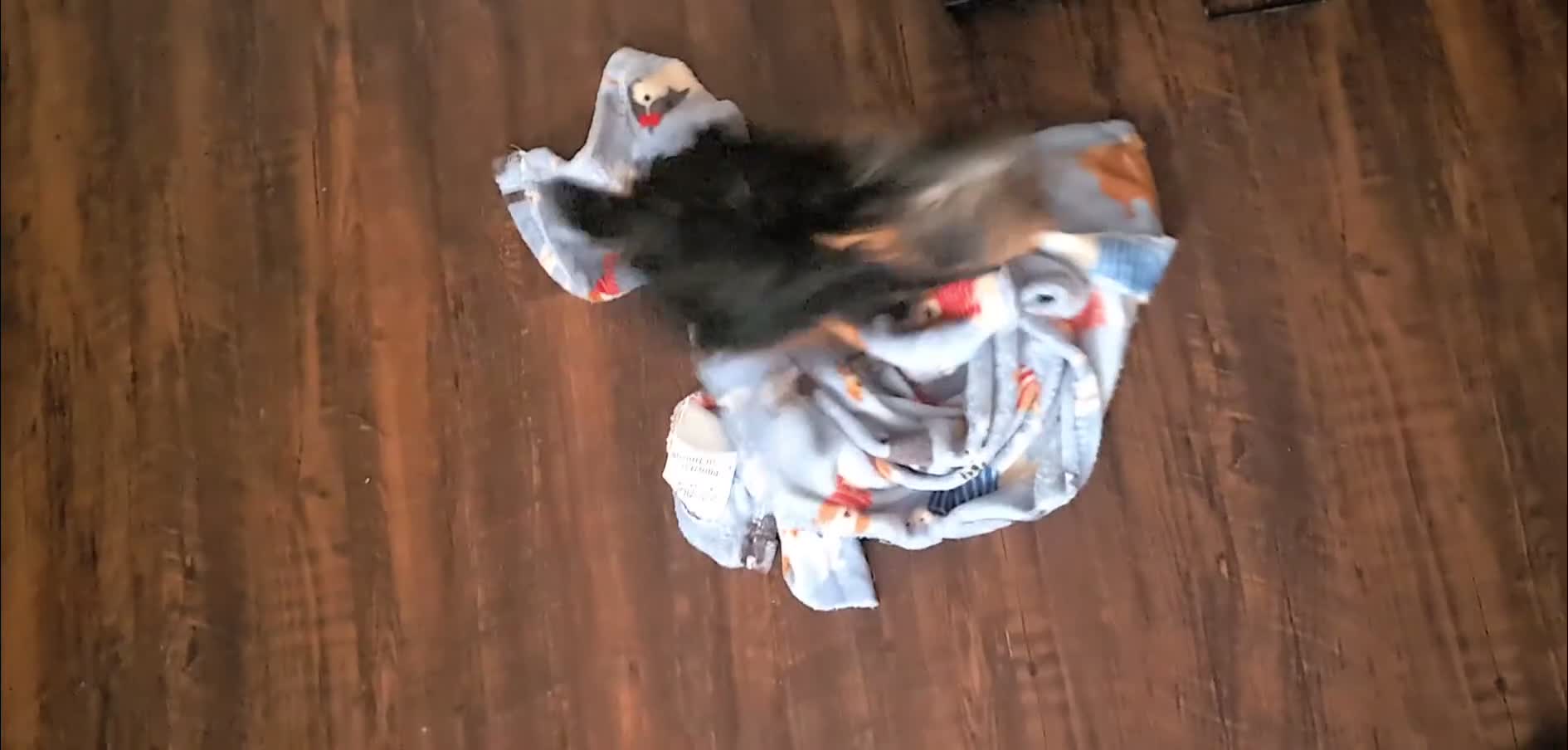 Yorkshire Terrier dogs for sale: Yorkshire Terrier 1 - Video 1