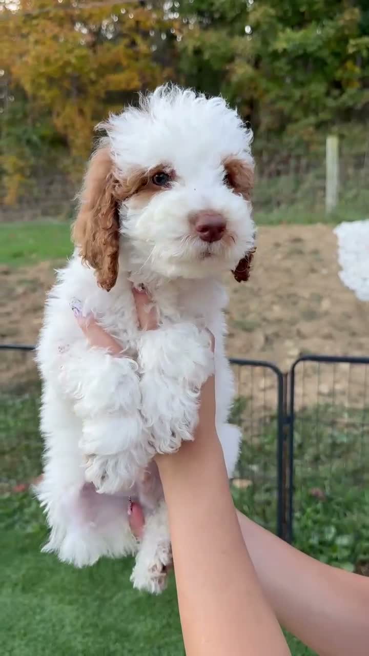 Goldendoodle dogs for sale: Snow White  - Video 3