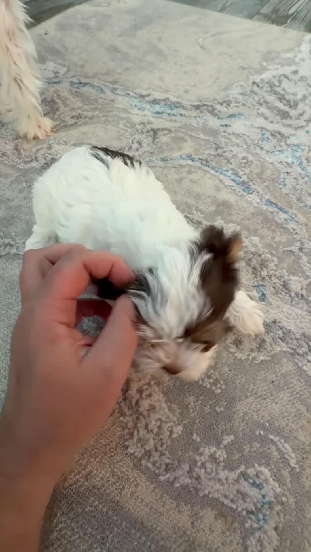 Yorkshire Terrier dogs for sale: Yorkshire Terrier Female - Video 1