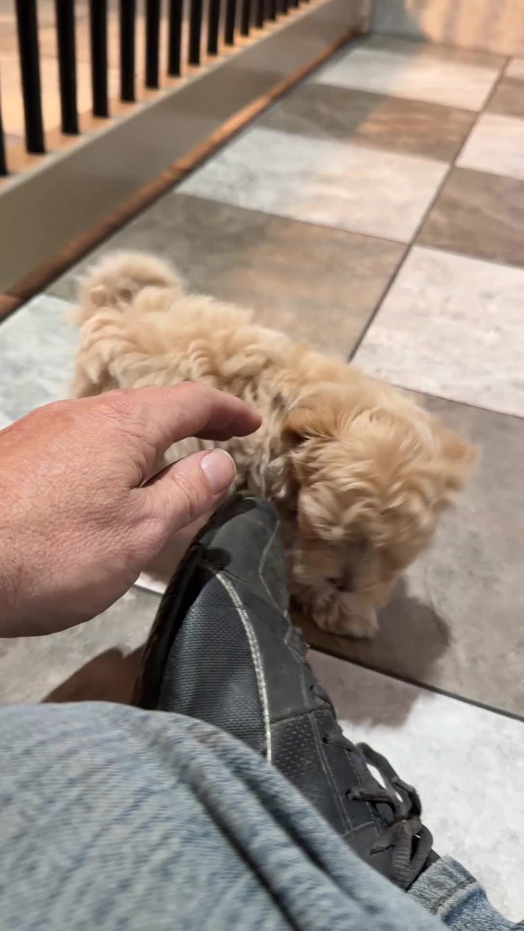 Maltipoo dogs for sale: Skye - Video 1