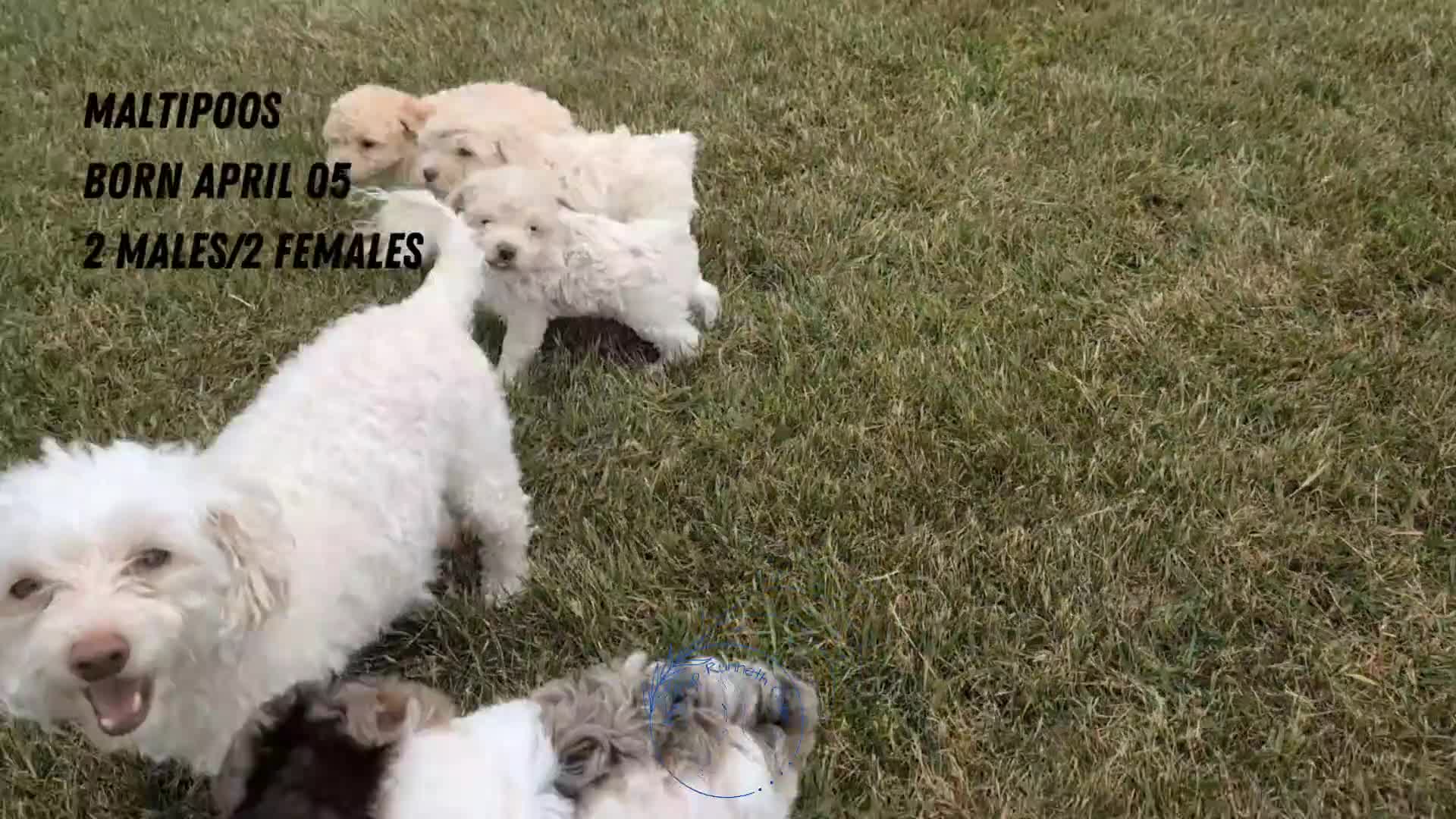 Maltipoo dogs for sale: Dash - Video 3