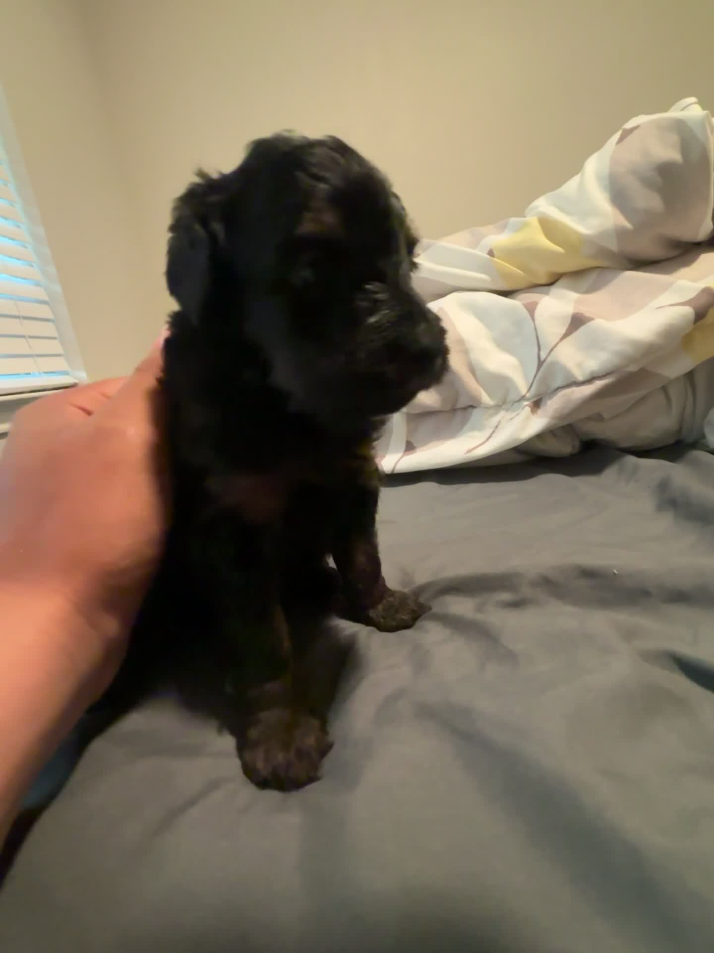Mini Aussiedoodle dogs for sale: Mini Aussiedoodle 2 - Video 1