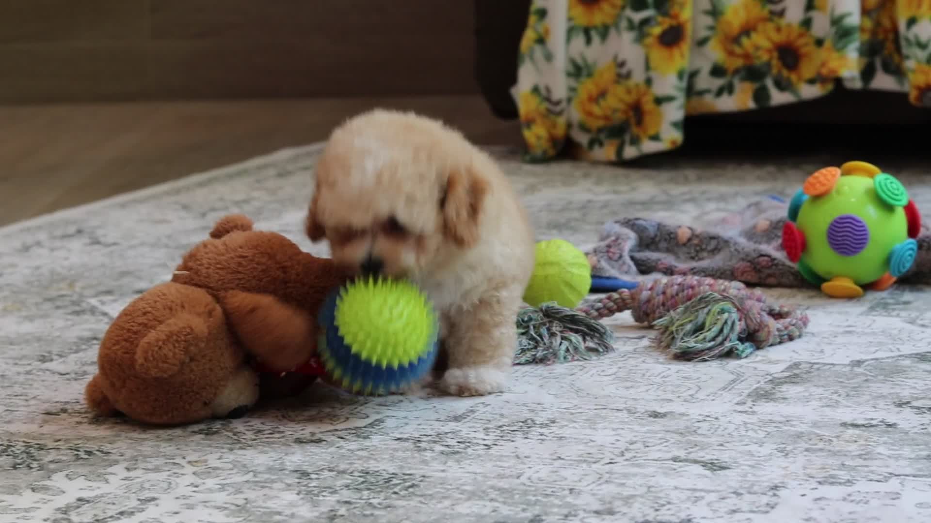 Miniature Poodle dogs for sale: Denver (AKC) - Video 1