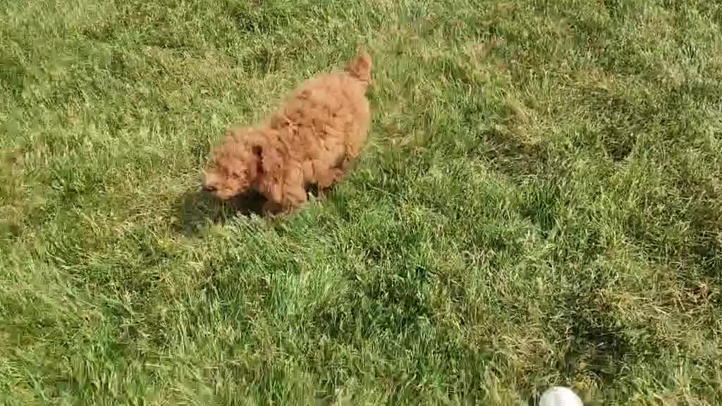 Mini Bernedoodle dogs for sale: Blake - Video 1
