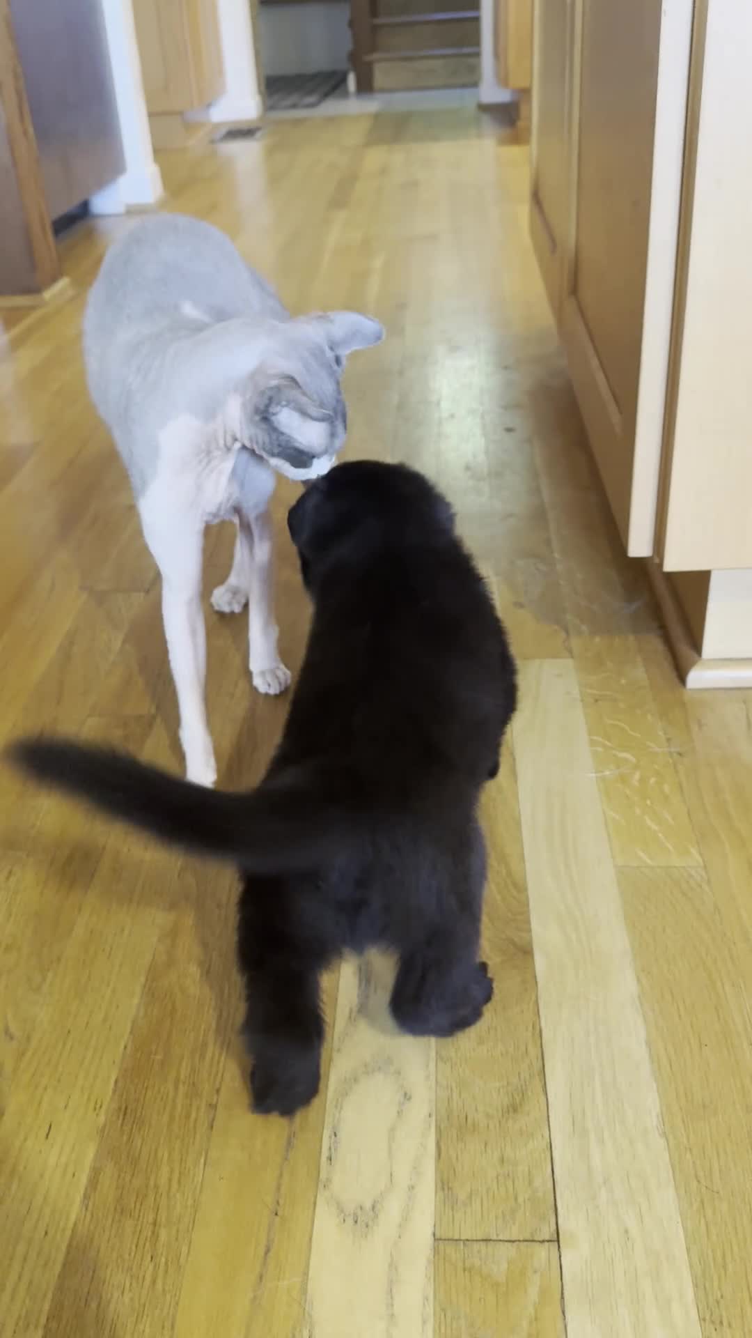 German Shepherd dogs for sale: German Shepherd Puppy 1: Aristotle - Video 1