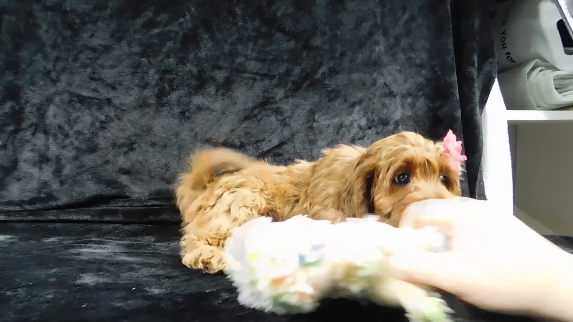 Cavapoo dogs for sale: Princess - Video 1