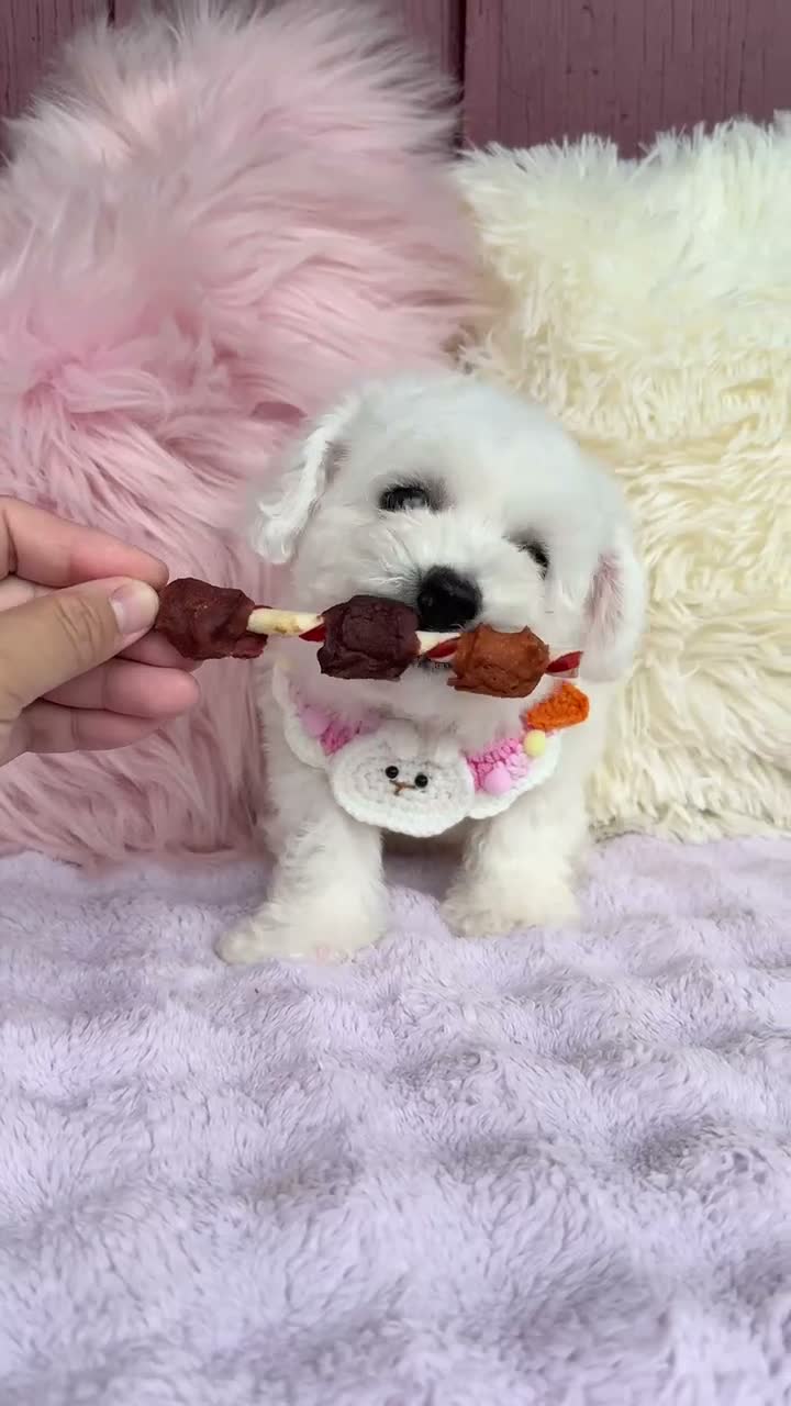Bichon Frise dogs for sale: 🩷Nina🩷 - Video 1