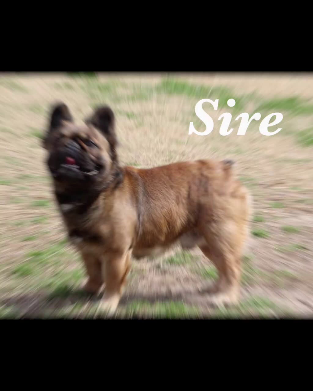 French Bulldog dogs for sale: French Bulldog Puppy 1 - Video 1