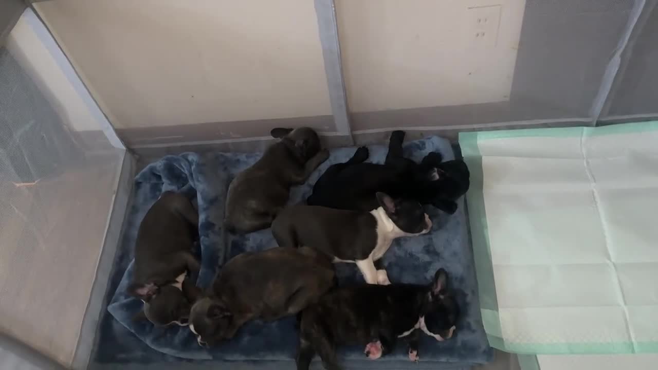 Frenchton dogs for sale: Mimi - Video 1