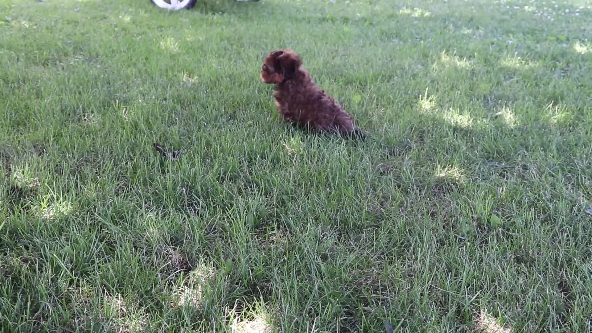 Shih Tzu dogs for sale: Wiggles  - Video 1