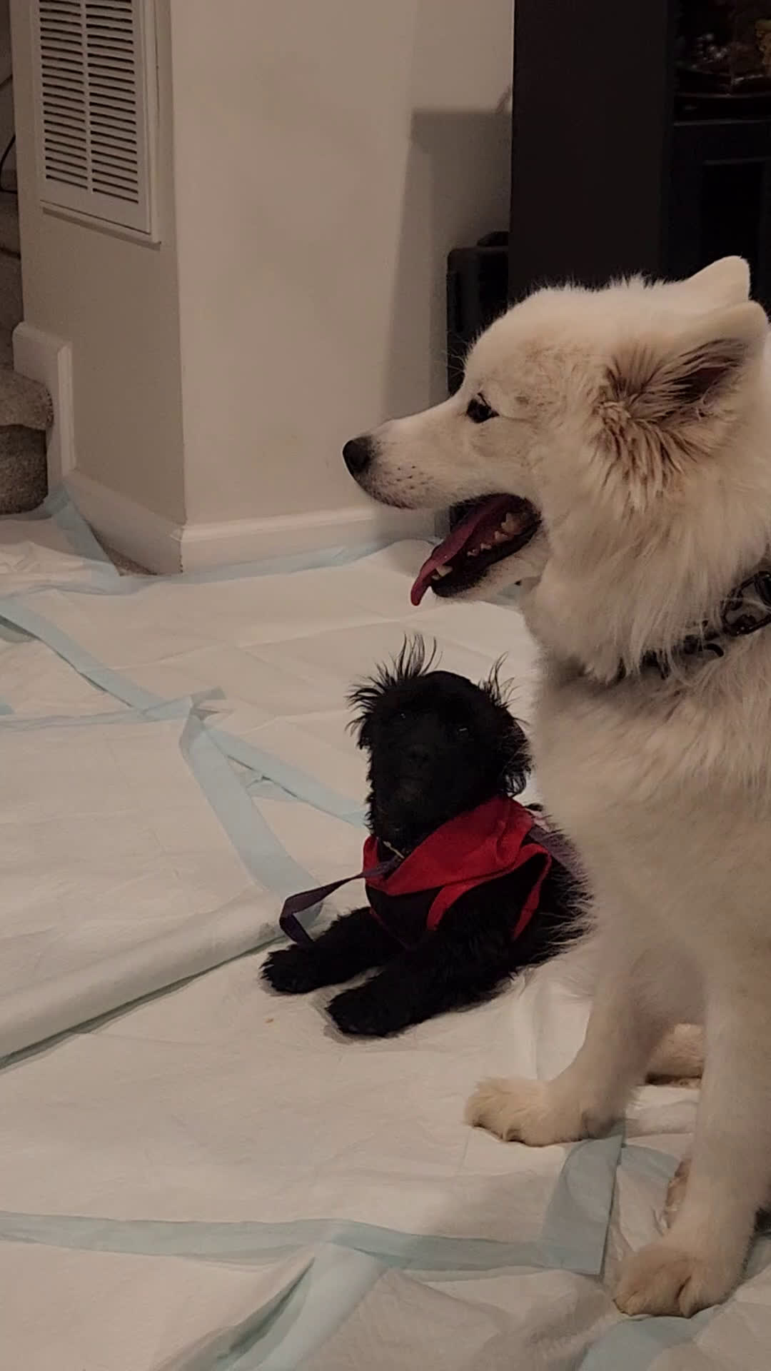 Samoyed dogs for sale: Samoyed Male 1 - Video 2