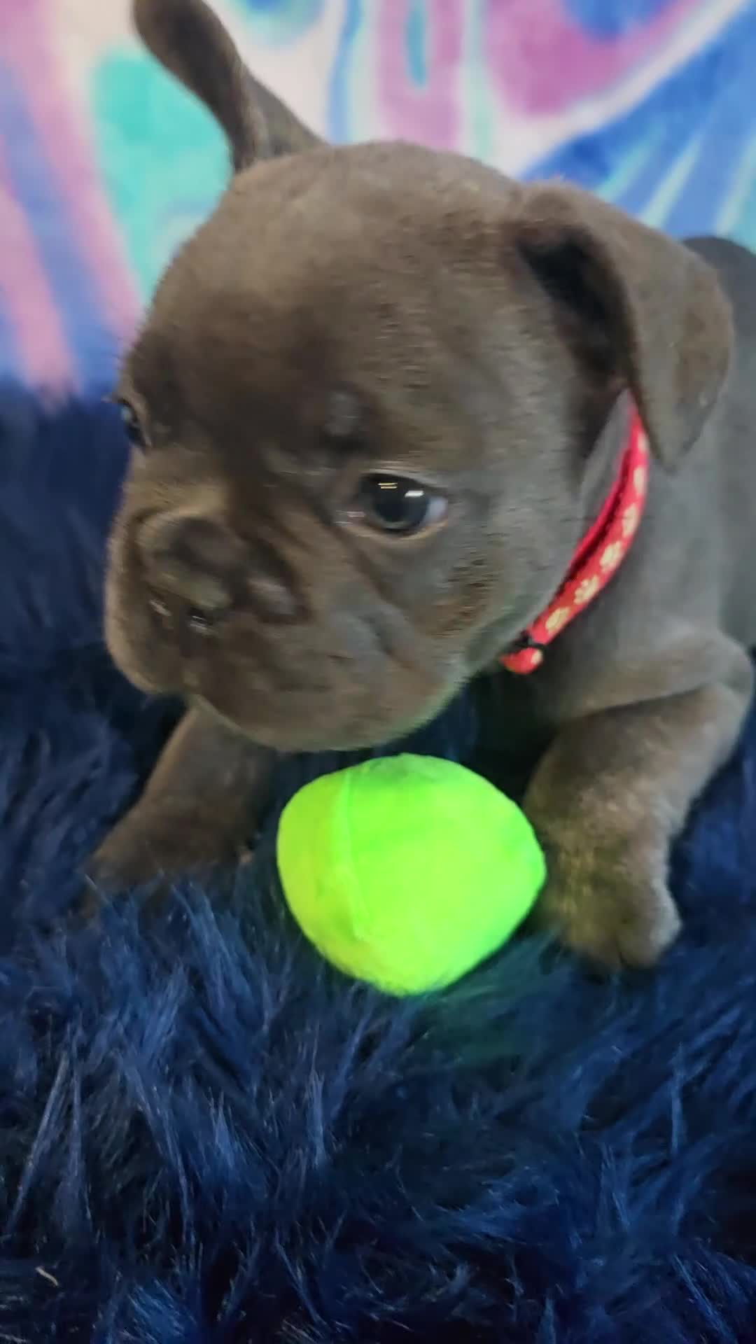 French Bulldog dogs for sale: Bella - Video 1