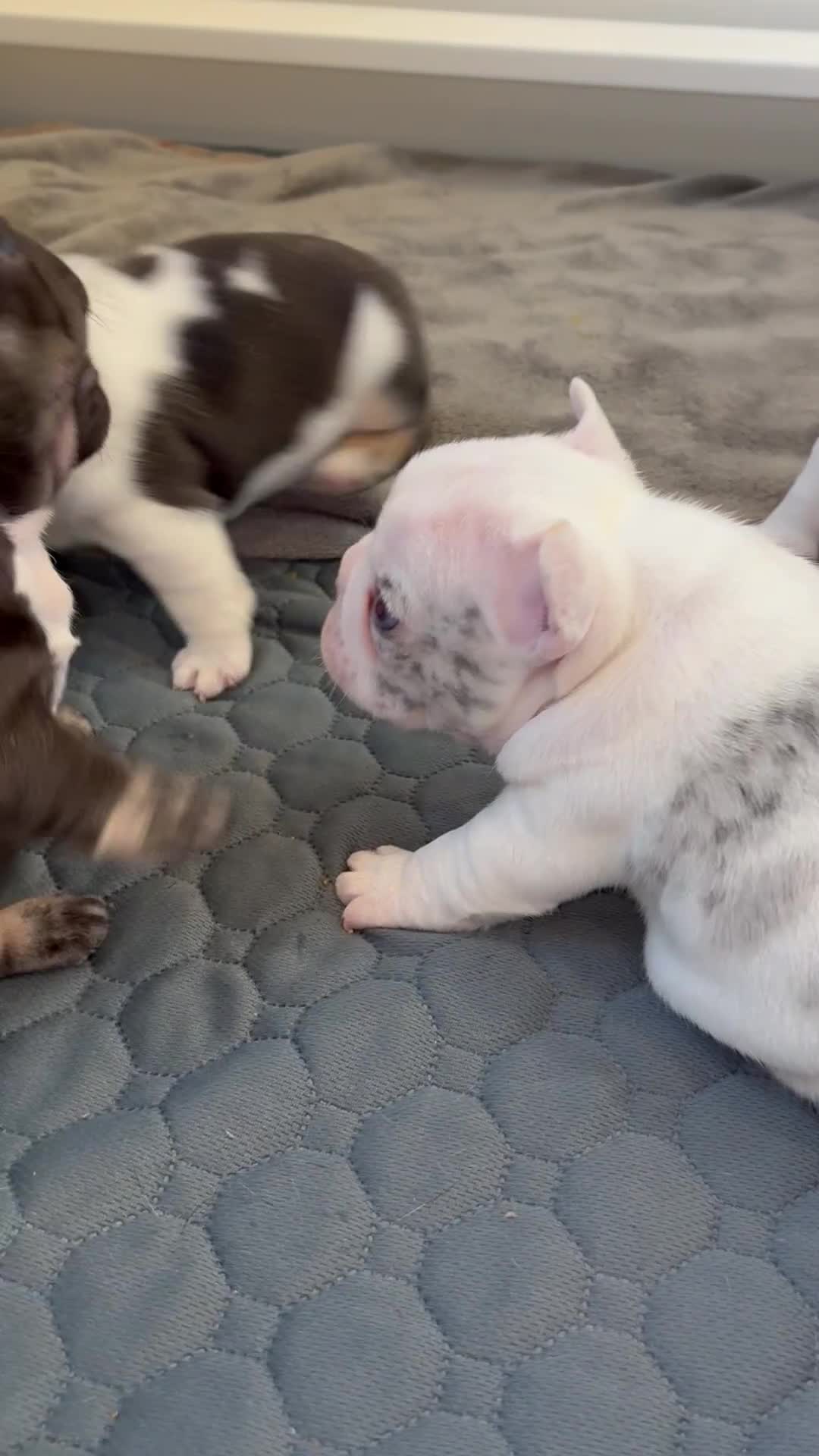 French Bulldog dogs for sale: Rylo - Video 1