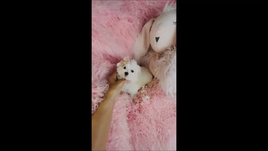 Maltese dogs for sale: Maltese 1 - Video 1