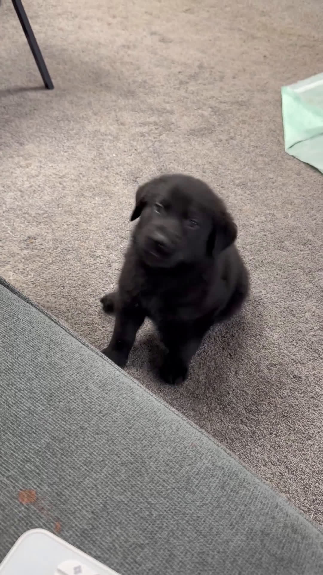 Golden Shepherd dogs for sale: Choco Dubai - Video 1