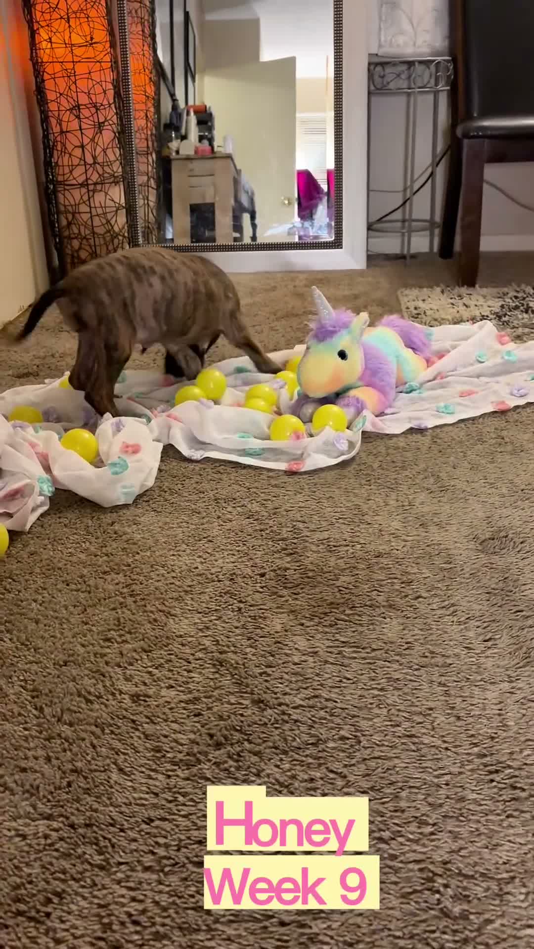Great Dane dogs for sale: Honey - Video 1