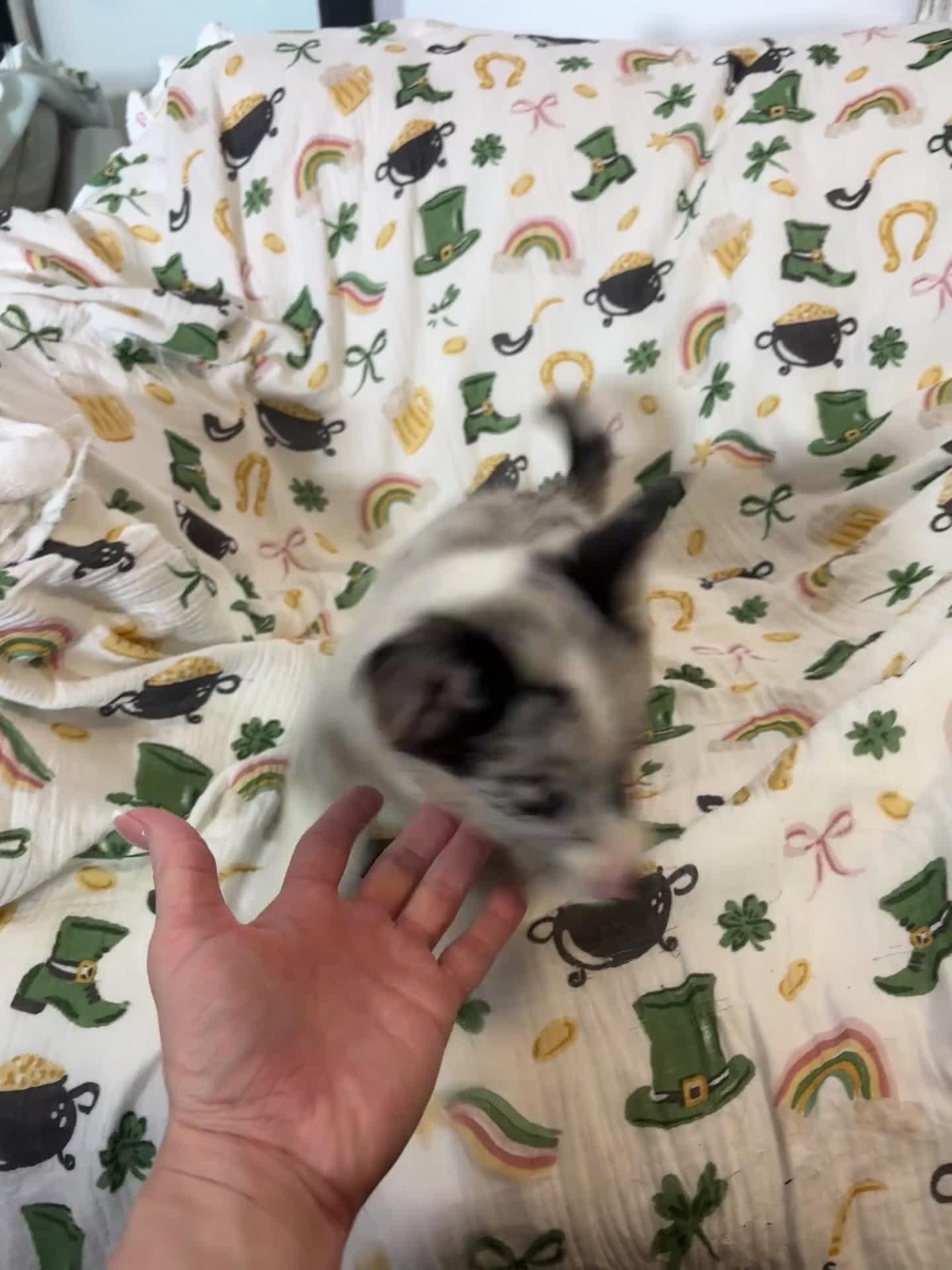 Mixed Breed dogs for sale: Flora - Video 1