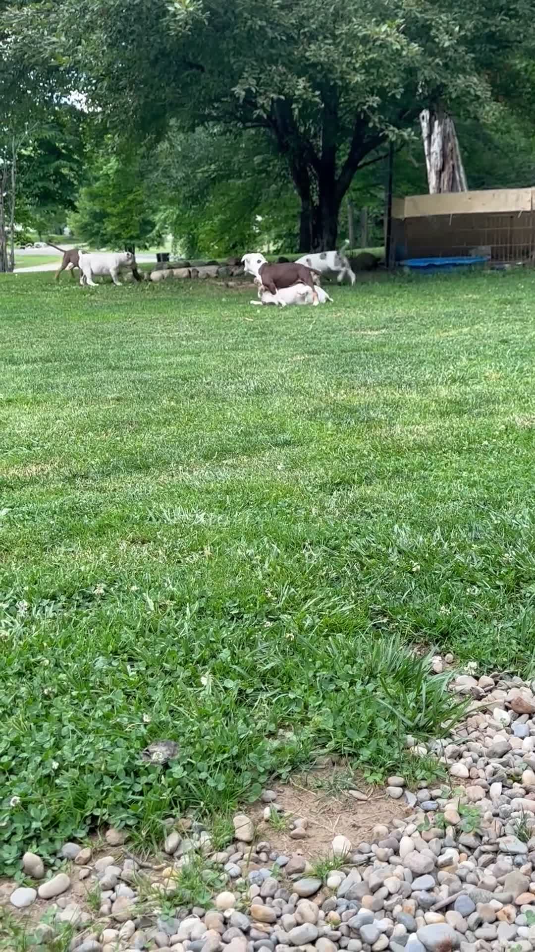 American Bulldog dogs for sale: American Bulldog 2 - Video 1