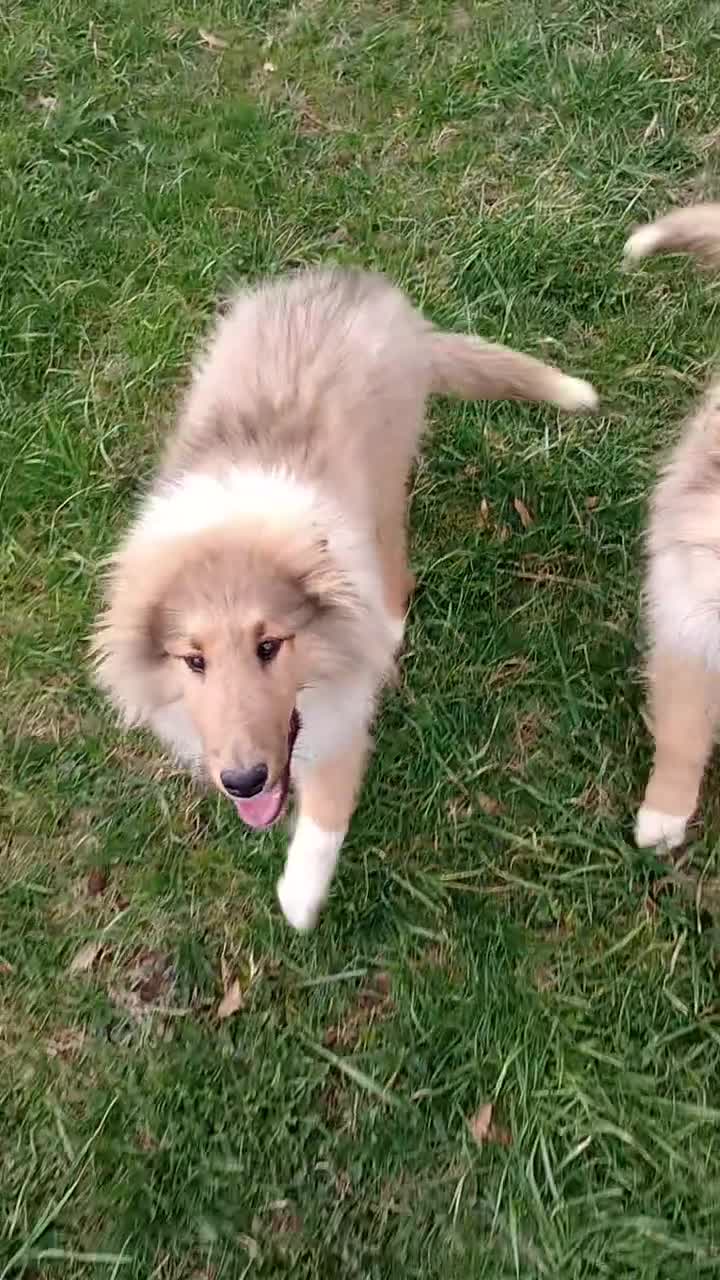 Collie dogs for sale: Hippo - Video 1