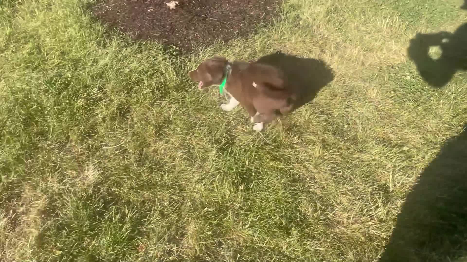 Border Collie dogs for sale: Bowser - Video 1