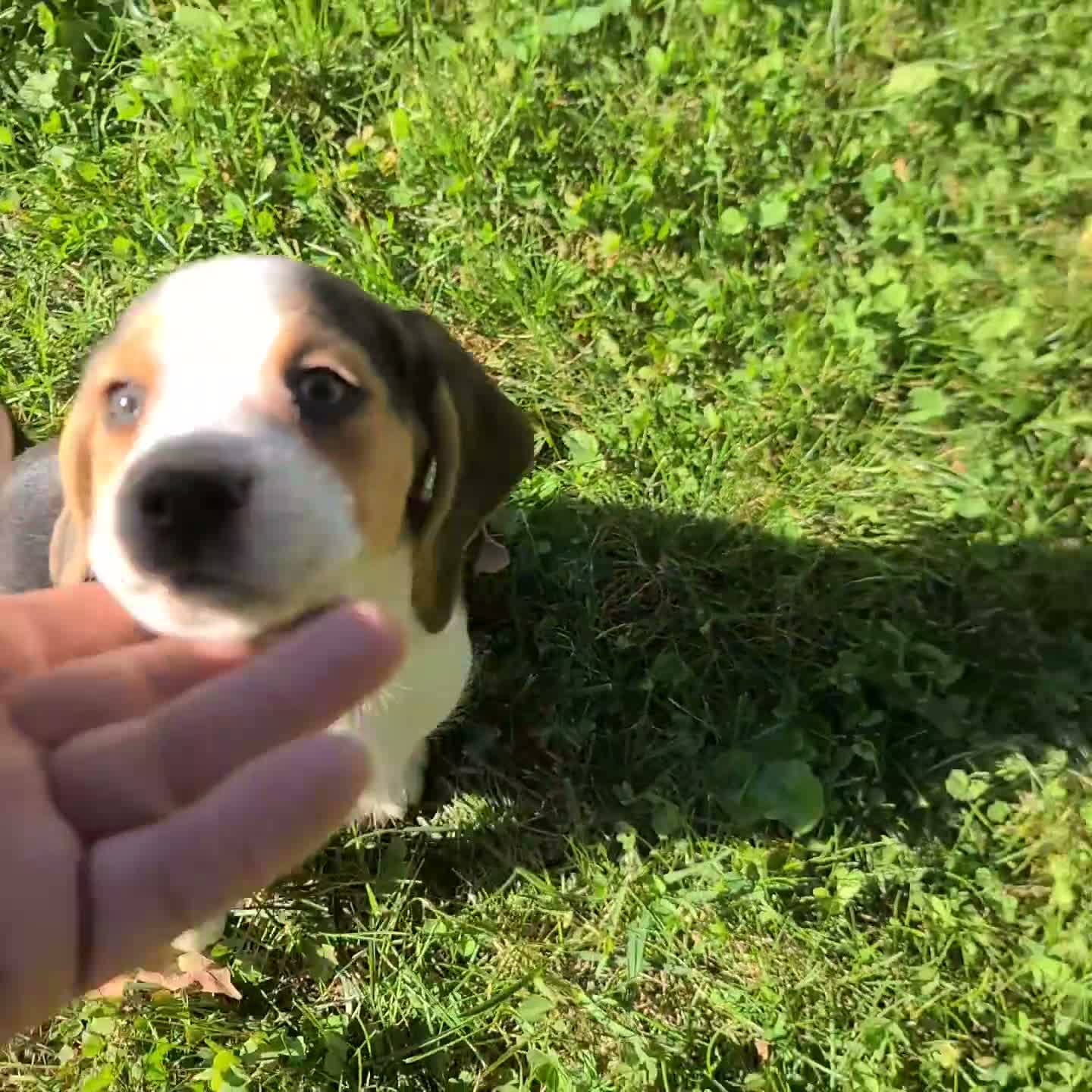 Beagle dogs for sale: Moose - Video 3