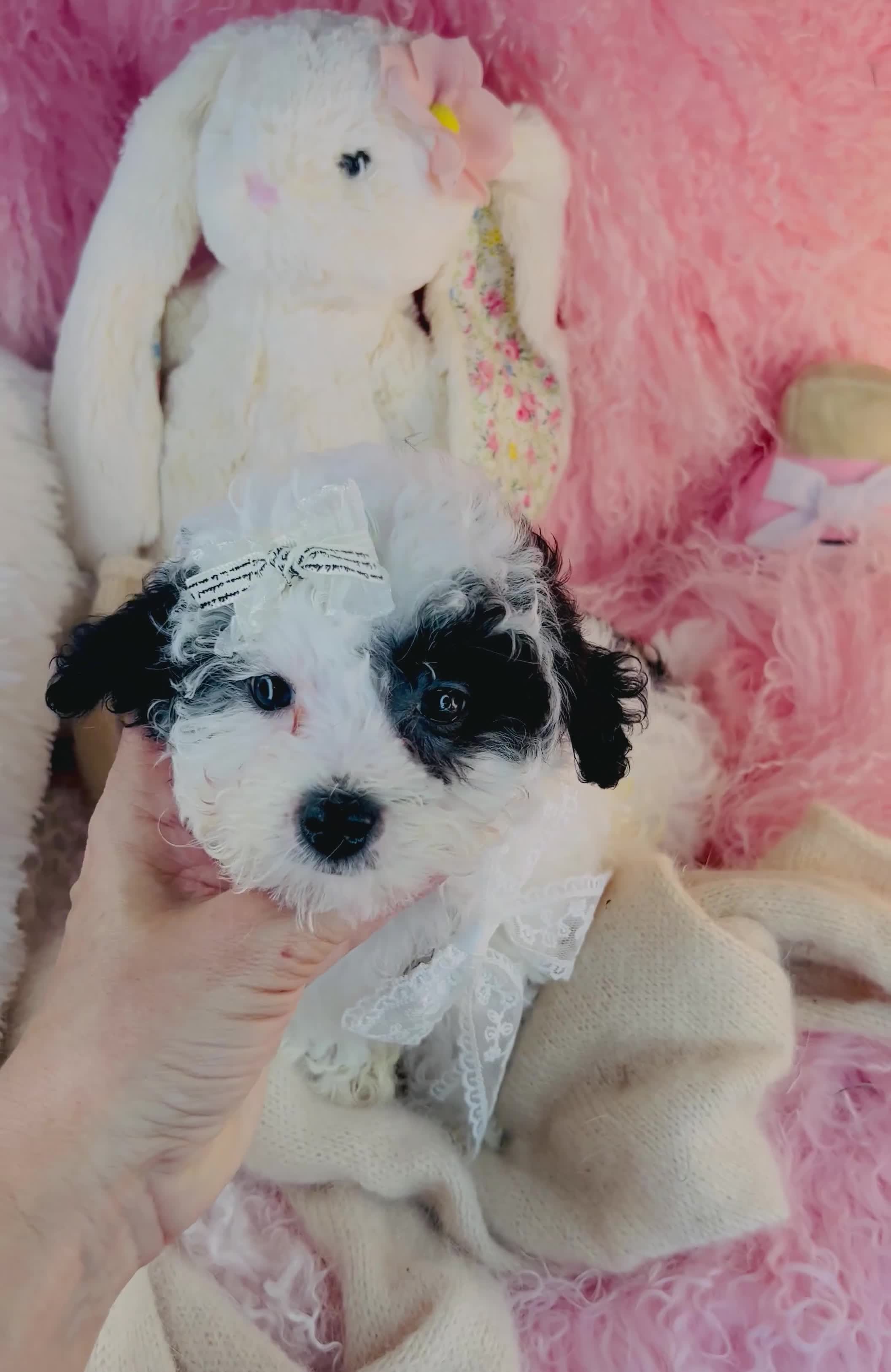 Toy Poodle dogs for sale: Toy Poodle 1 - Video 1