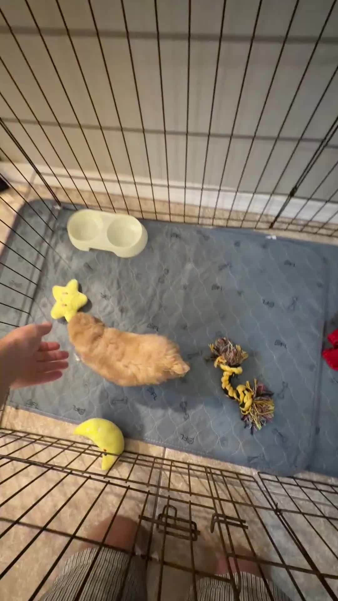 Toy Poodle dogs for sale: Cream toy poodle boy  - Video 1