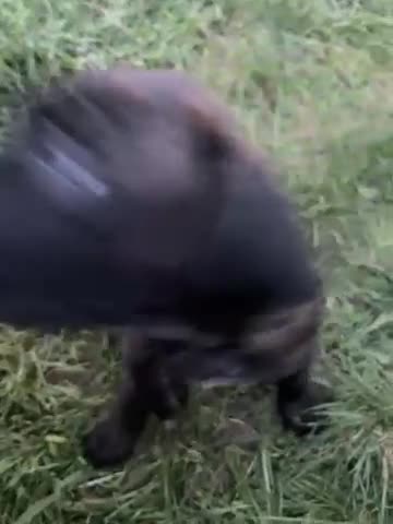 Mixed Breed dogs for sale: Mixed Breed 3 - Video 2