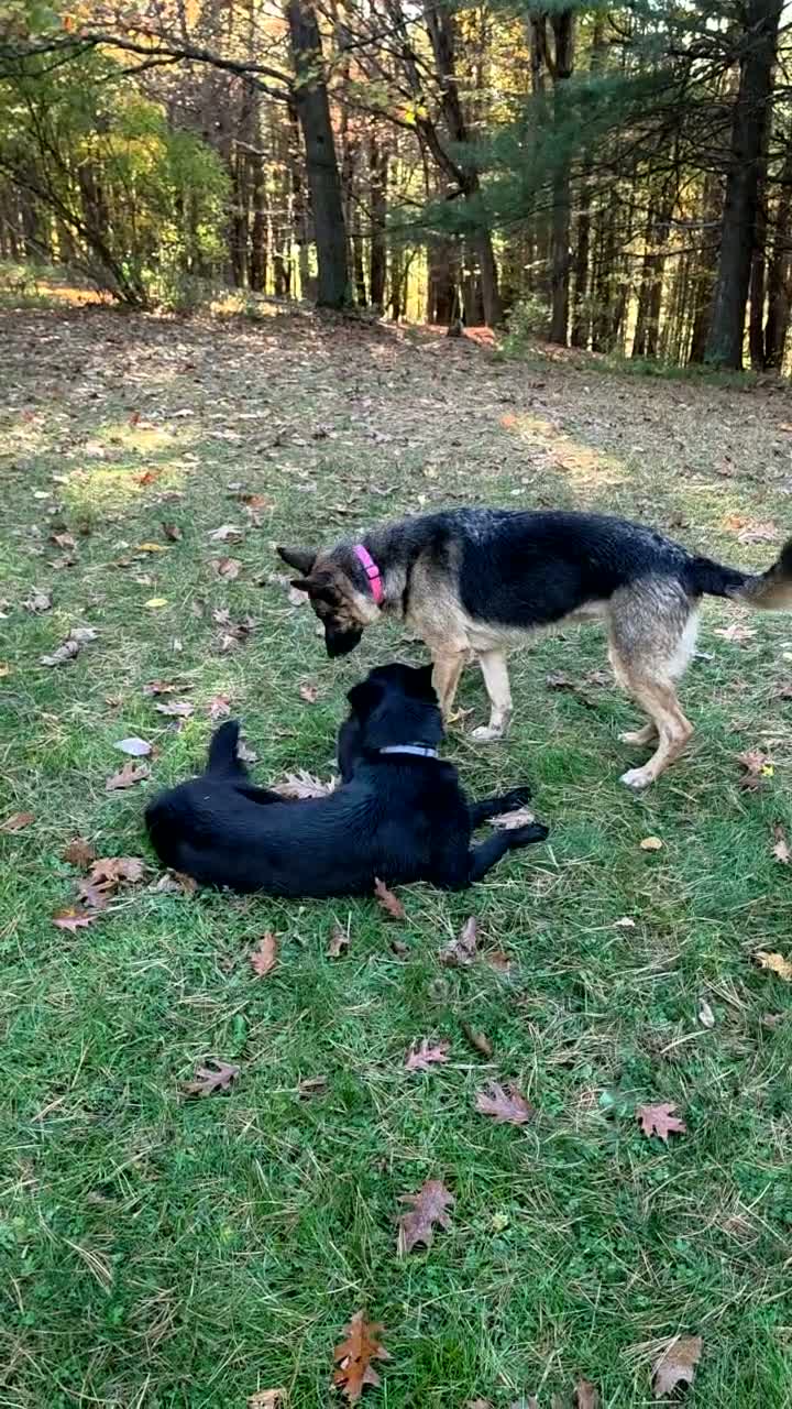 Gerberian Shepsky dogs for sale: Karlach  - Video 1