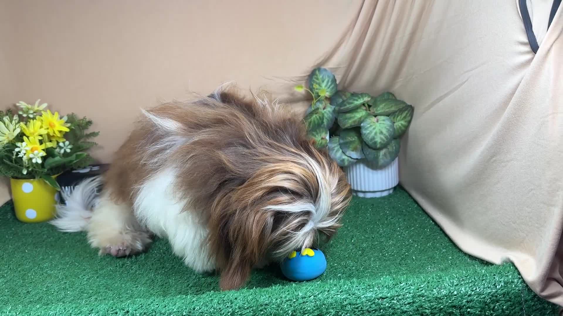 Shih Tzu dogs for sale: Shih Tzu 2 - Video 1