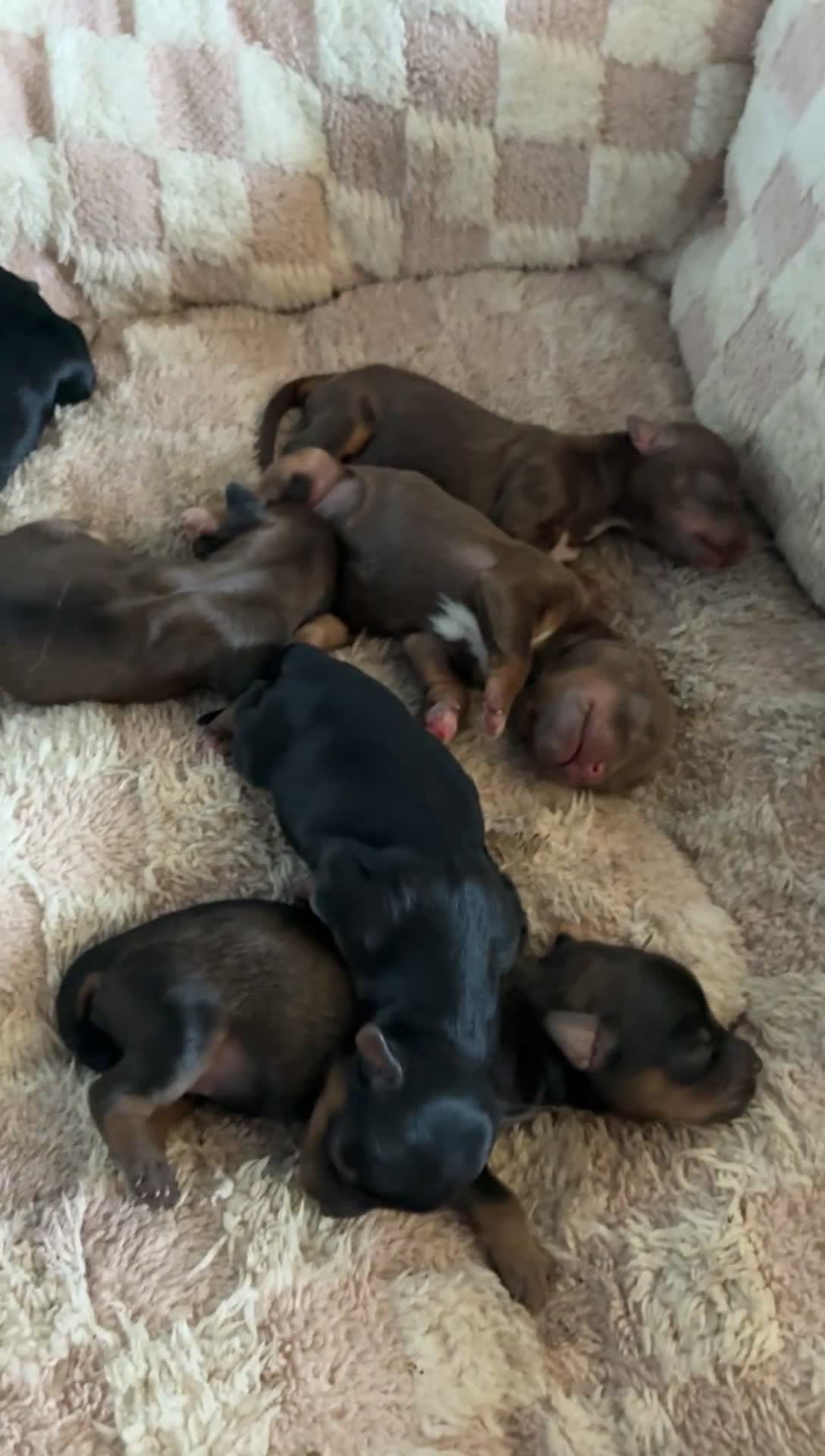 Yorkiepoo dogs for sale: Yorkiepoo 3 - Video 1