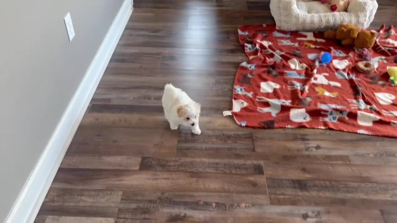 Maltipoo dogs for sale: Diane - Video 1