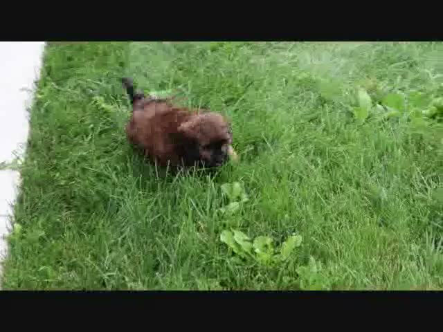 Shihpoo dogs for sale: Diesal - Video 1