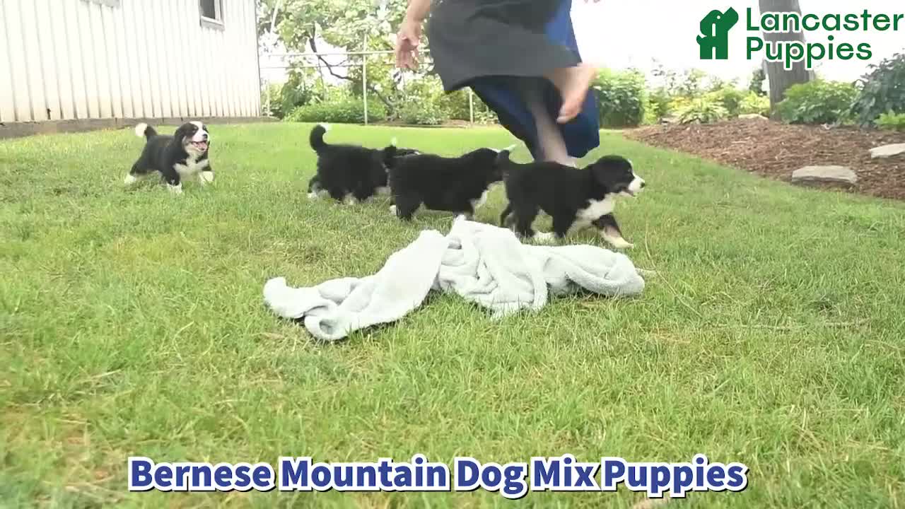 Mixed Breed dogs for sale: Rusty  - Video 1