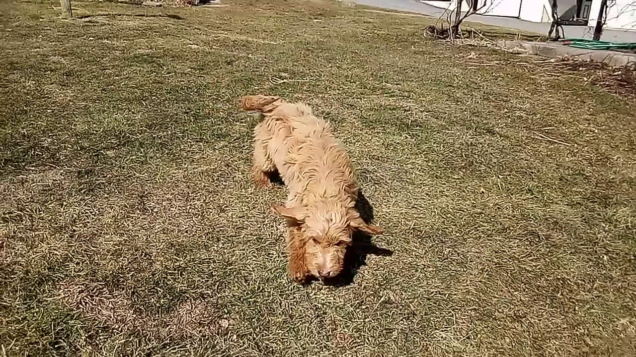 Mixed Breed dogs for sale: Lacee - Video 1