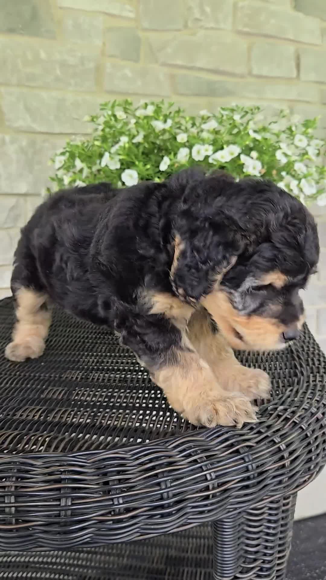 Mini Goldendoodle dogs for sale: Paris - Video 1
