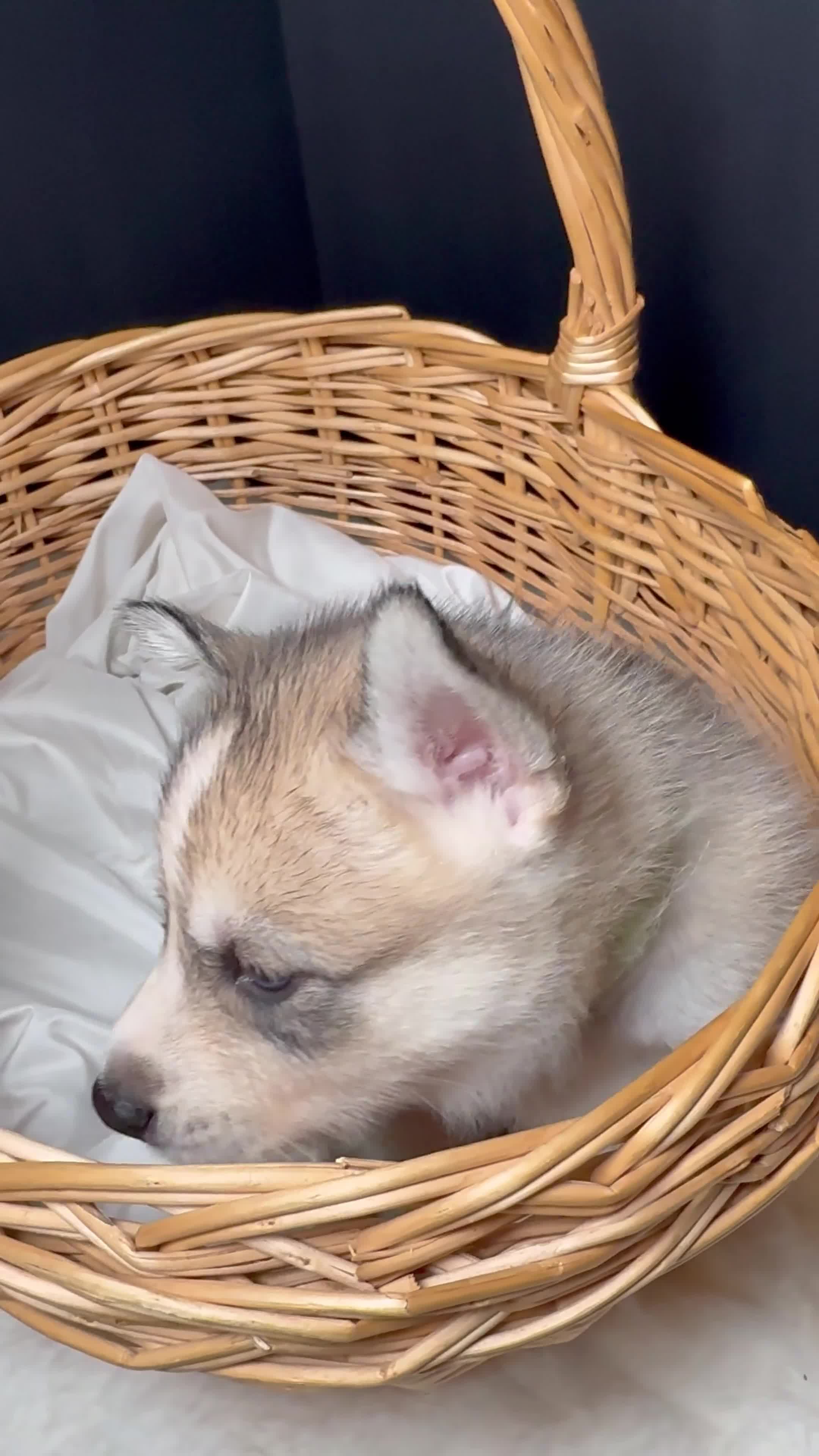 Siberian Husky dogs for sale: Scooby Doo - Video 1