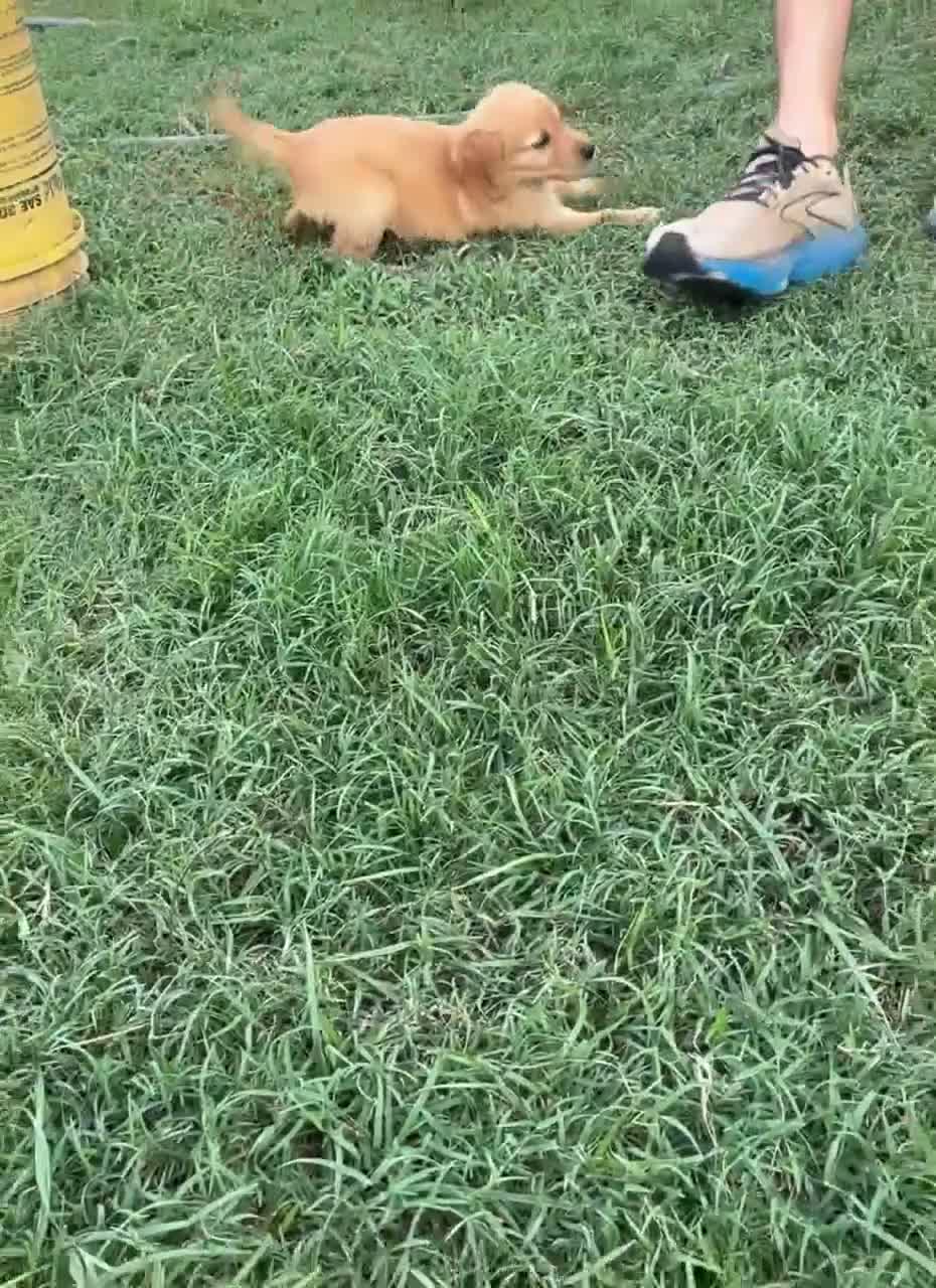 Golden Retriever dogs for sale: Jasmine - Video 7