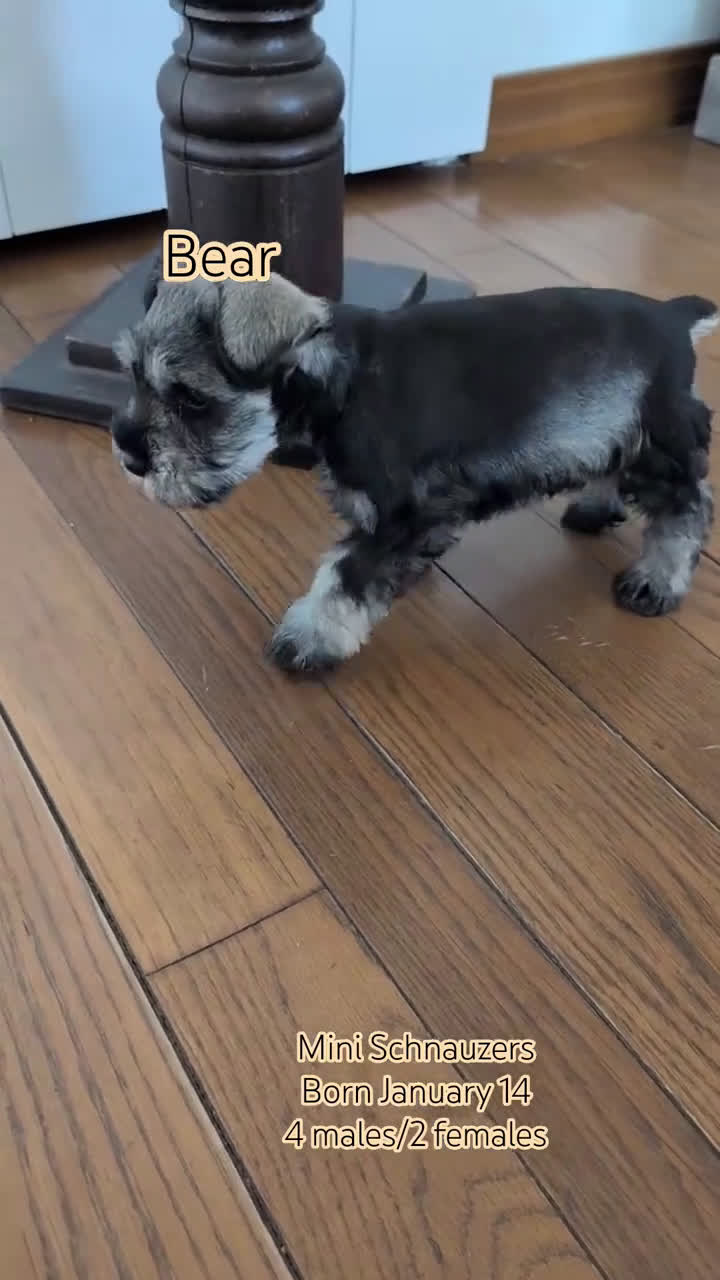 Miniature Schnauzer dogs for sale: Bear - Video 2