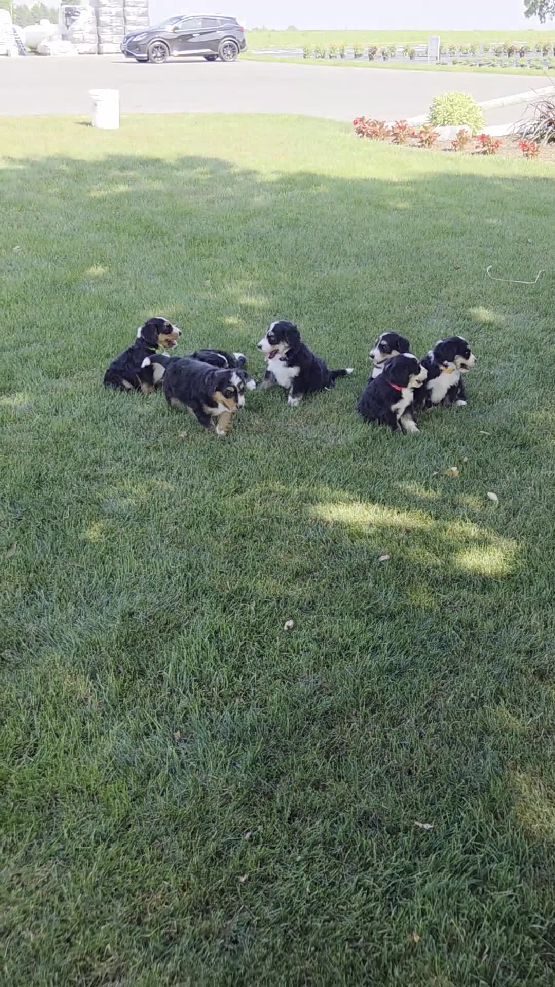 Bernedoodle dogs for sale: Rascal - Video 1