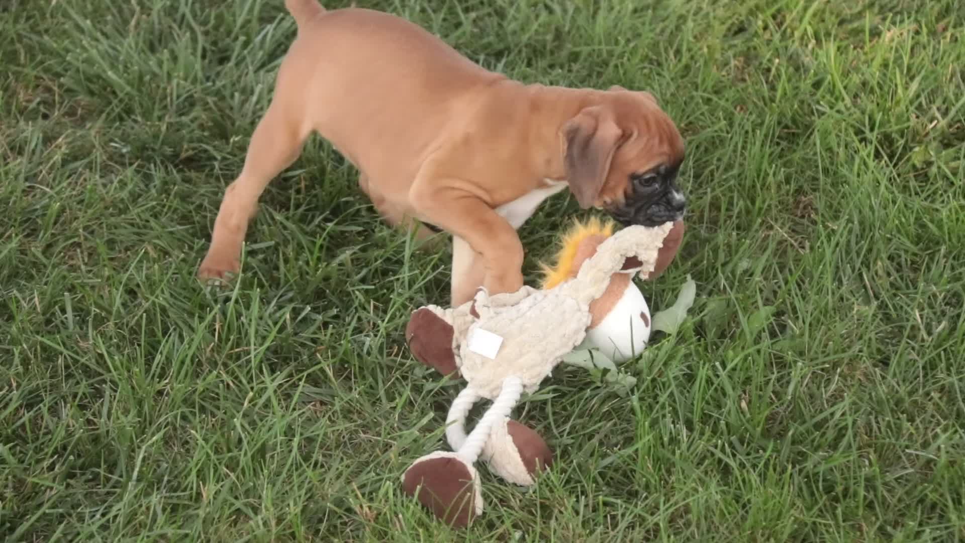 Boxer dogs for sale: Everest - Video 1