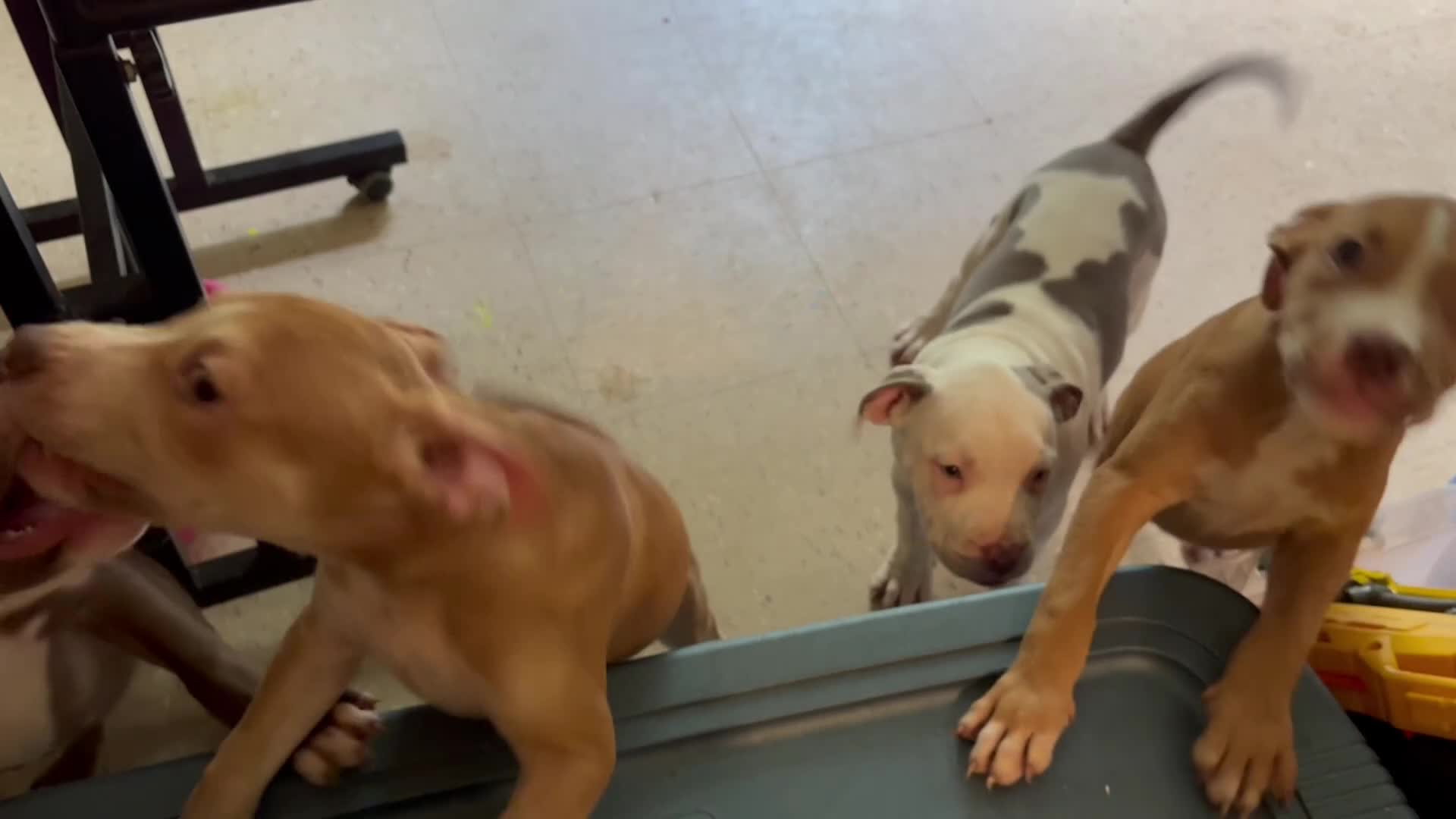 American Pit Bull Terrier dogs for sale: Buttercup - Video 1