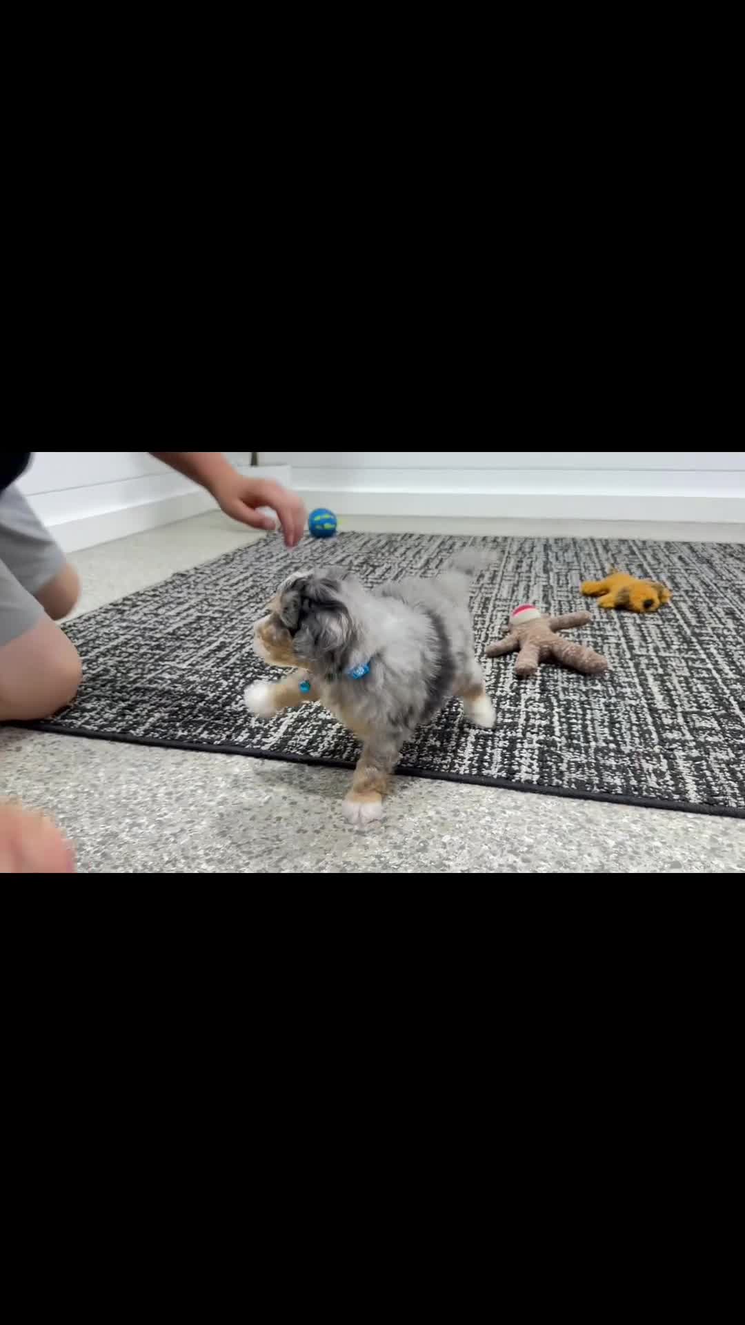 Mini Bernedoodle dogs for sale: Teddy   ❤️‍🩹 (tiny) - Video 1