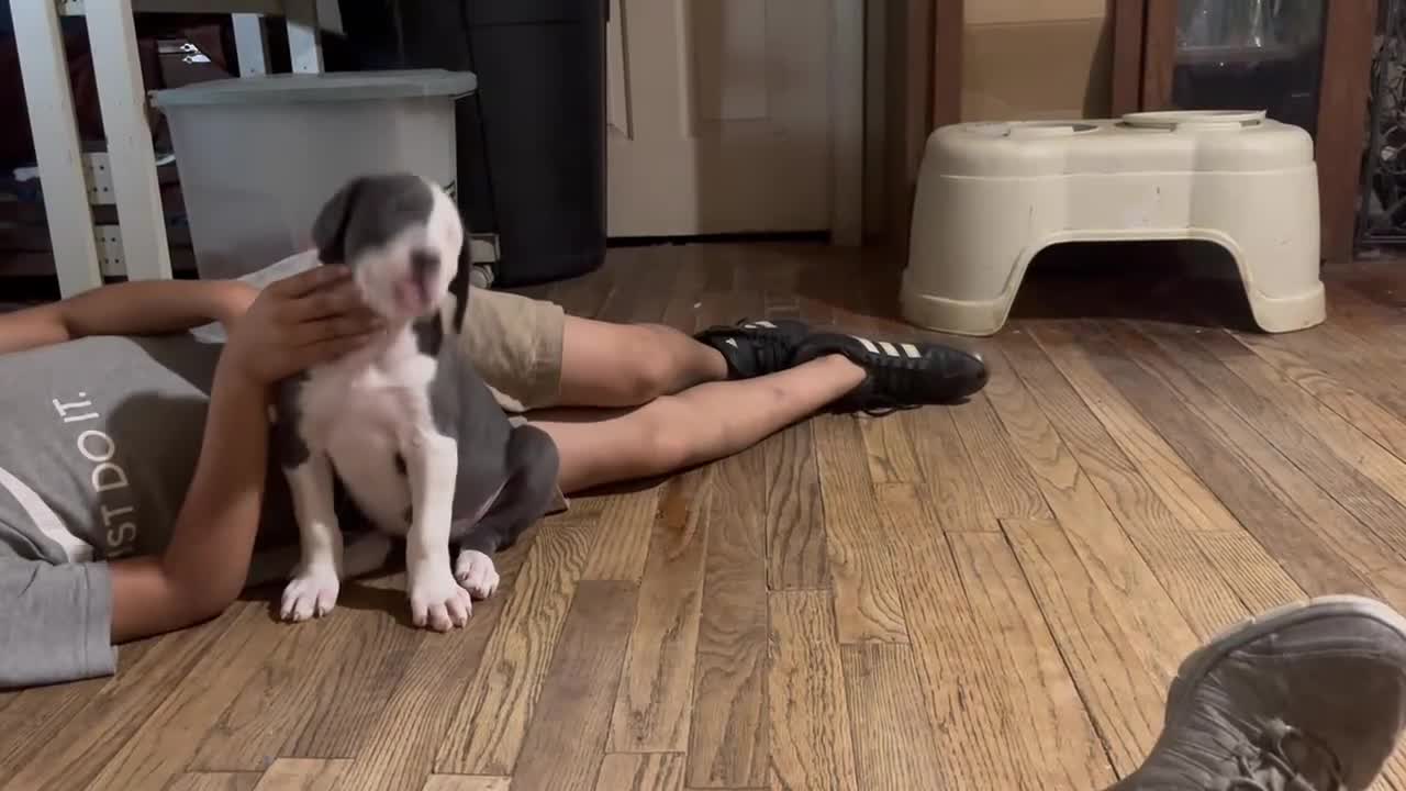 Mixed Breed dogs for sale: Baby 2 - Video 1