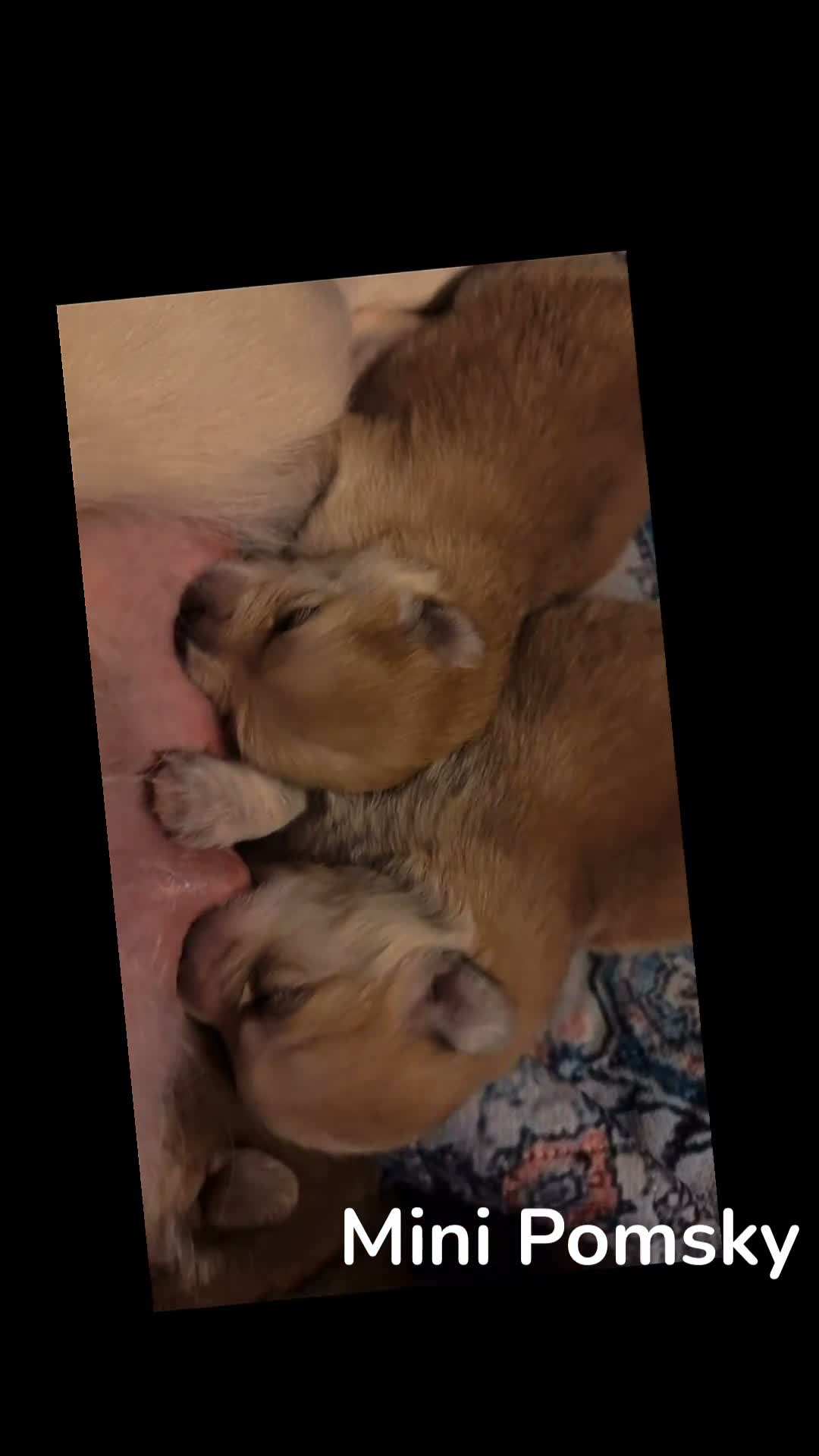 Pomsky dogs for sale: Pomsky 5 - Video 3